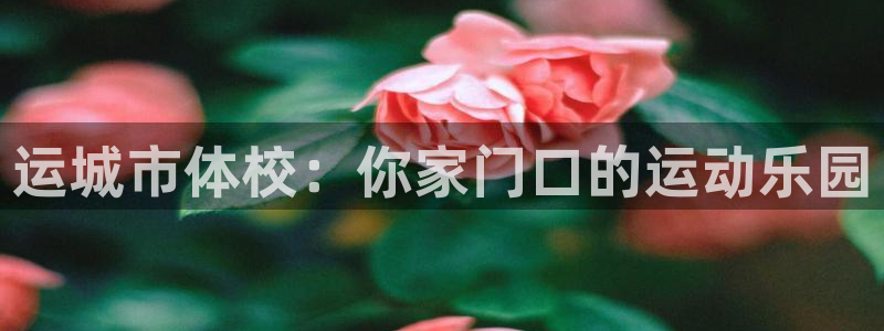 vsport体育在线官网
