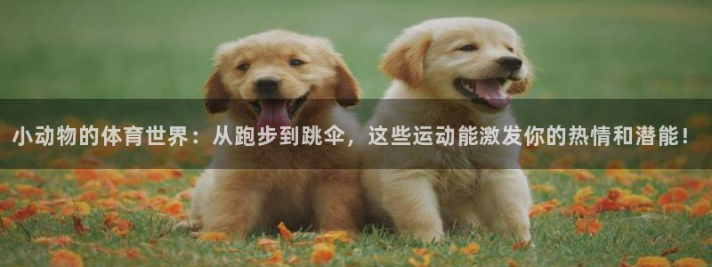 vsport体育在线官网